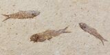 Fossil Fish (Knightia) Plate - Wyoming #111240-2